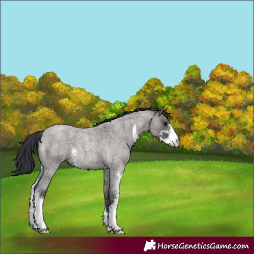 Horse Color:Grullo Roan Sabino 