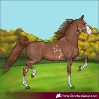 Horse Color:Chestnut Sabino 