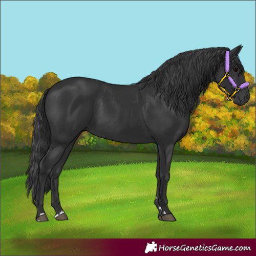 Horse Color:Black 