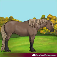 Horse Color:Liver Red Dun Rabicano 