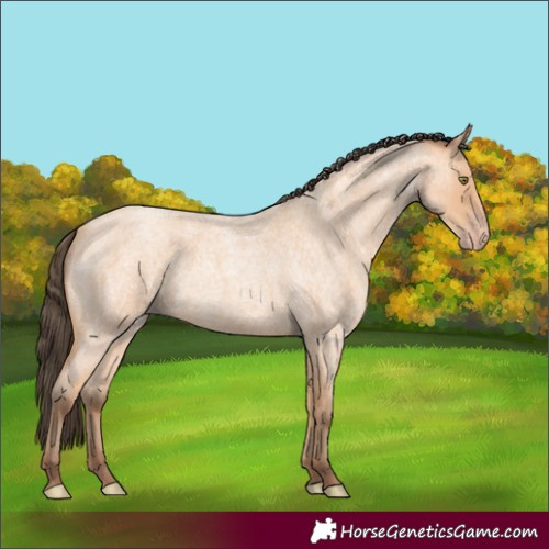 Horse Color:Amber Champagne Roan