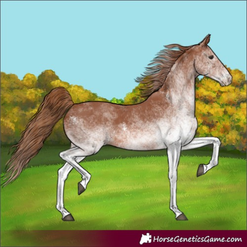 Horse Color:White Spotted Chestnut 