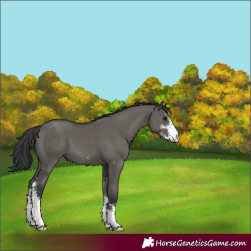 Horse Color:Grullo Sabino