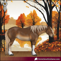 Horse Color:Chocolate Palomino Tobiano Rabicano
