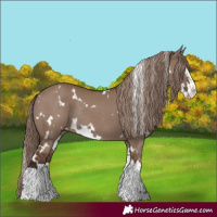 Horse Color:White Spotted Liver Red Dun Splash Rabicano 