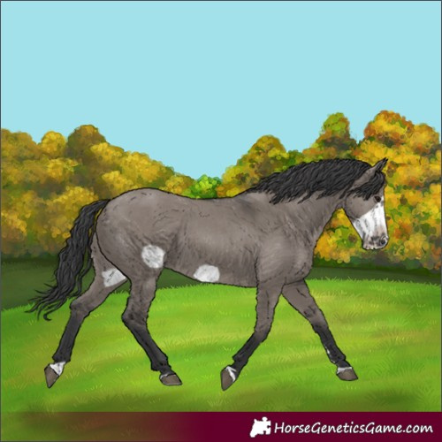 Horse Color:Grullo Frame 
