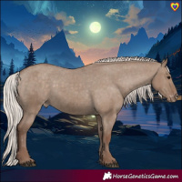 Horse Color:Silver Grullo Appaloosa 