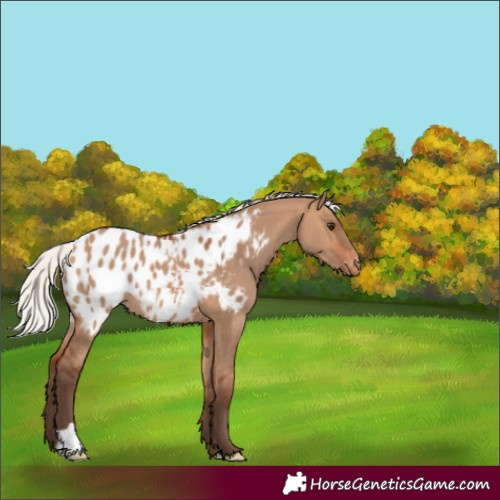 Horse Color:Silver Bay Dun Appaloosa
