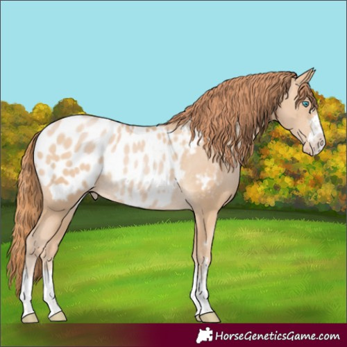 Horse Color:Buckskin Pearl Appaloosa Rabicano 