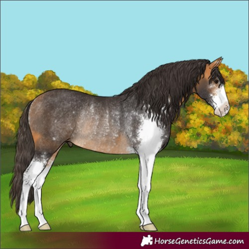 Horse Color:Buckskin Sabino Rabicano 