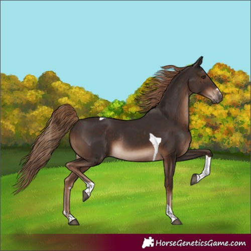Horse Color:Liver Chestnut Tobiano Rabicano