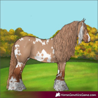 Horse Color:White Spotted Red Dun Rabicano 