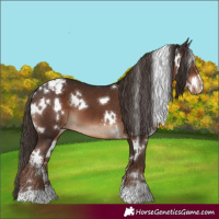 Horse Color:White Spotted Liver Chestnut Appaloosa
