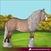 Horse Color:Silver Brown Dun Appaloosa Rabicano 