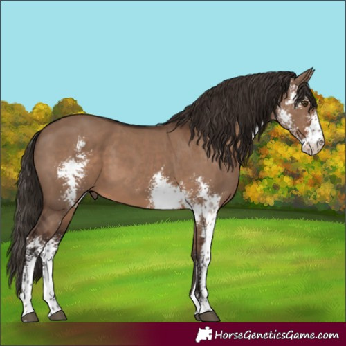 Horse Color:Liver Red Dun Sabino 