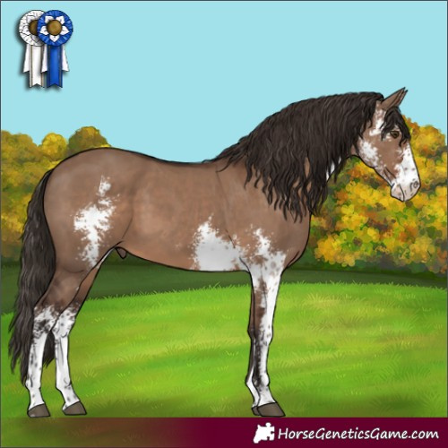 Horse Color:Liver Red Dun Sabino 
