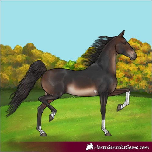 Horse Color:Brown Tobiano Rabicano 