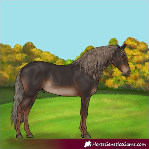 Horse Color:Liver Chestnut Rabicano
