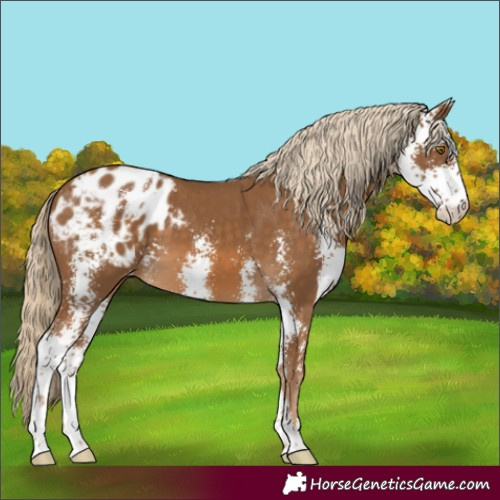 Horse Color:Chocolate Palomino Sabino Appaloosa 