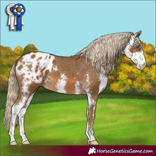 Horse Color:Chocolate Palomino Sabino Appaloosa 