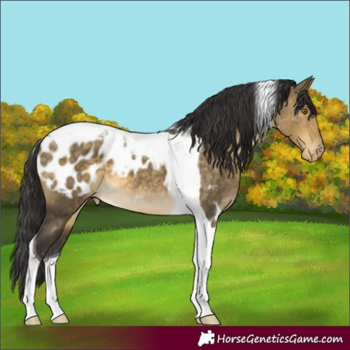 Horse Color:Buckskin Dun Tobiano Appaloosa 