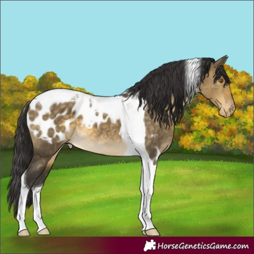 Horse Color:Buckskin Dun Tobiano Appaloosa 
