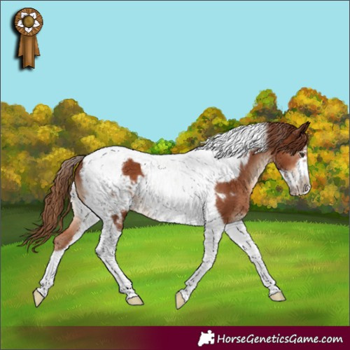 Horse Color:Chestnut Tobiano Frame 