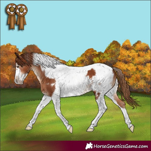 Horse Color:Chestnut Tobiano Frame 