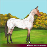 Horse Color:Bay Roan Near Leopard