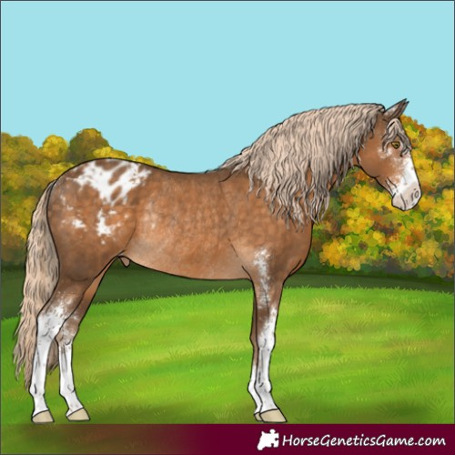 Horse Color:Chocolate Palomino Sabino Appaloosa Rabicano 