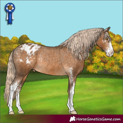 Horse Color:Chocolate Palomino Sabino Appaloosa Rabicano 
