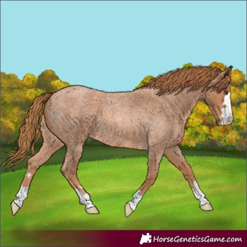 Horse Color:Unknown 