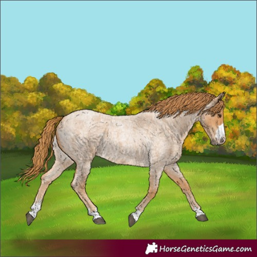 Horse Color:Red Roan
