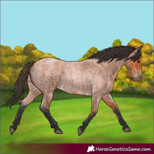 Horse Color:Bay Roan 