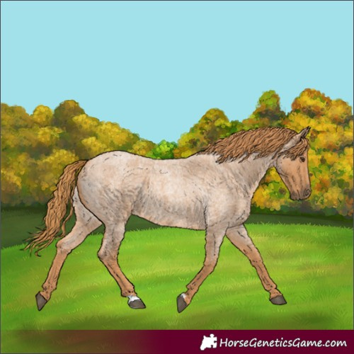 Horse Color:Red Roan