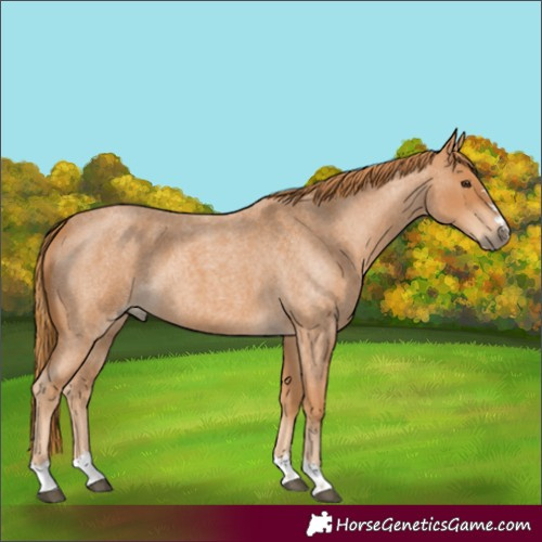 Horse Color:Red Roan