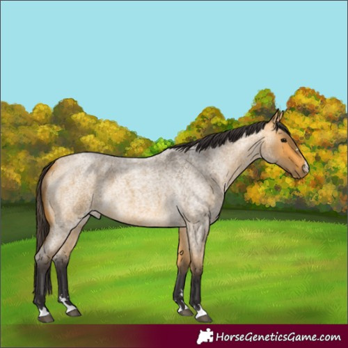Horse Color:Buckskin Roan