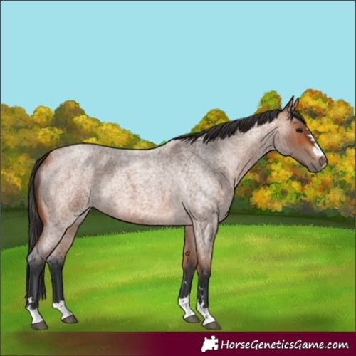 Horse Color:Bay Roan 