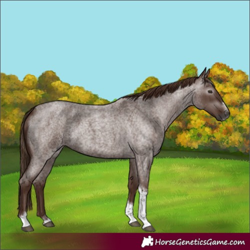 Horse Color:Gray Red Roan Tobiano Frame