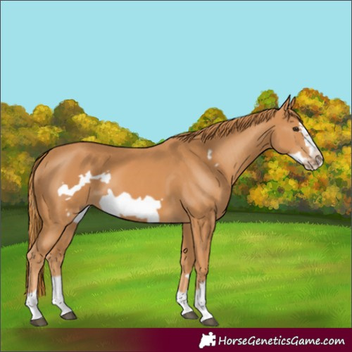 Horse Color:Chestnut Frame 