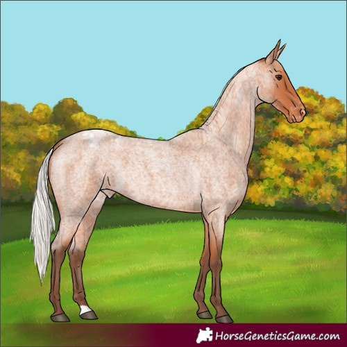 Horse Color:Silver Bay Roan Varnish 