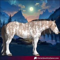 Horse Color:Bay Dun Sabino 