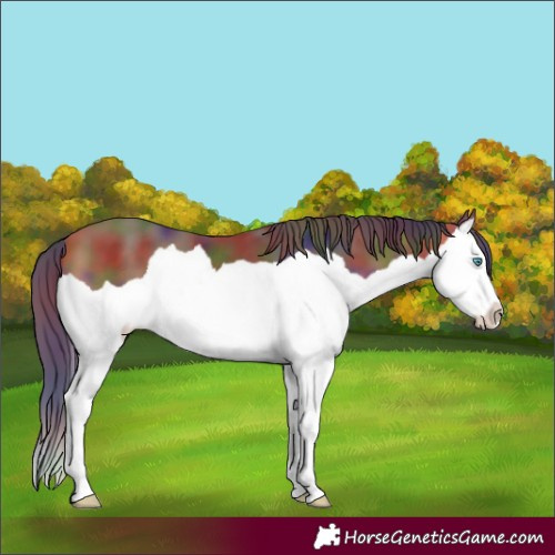 Horse Color:Nacre Bay Splash Appaloosa 