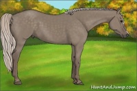 Horse Color:Silver Grullo 