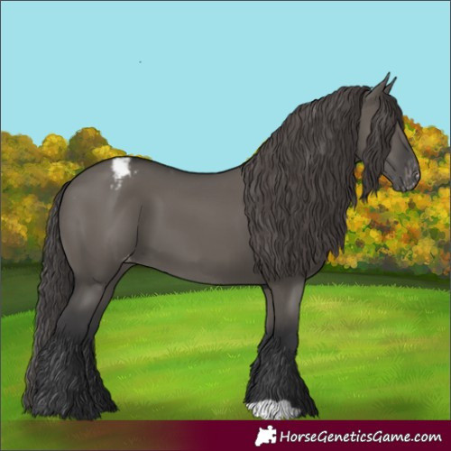 Horse Color:Grullo Appaloosa 