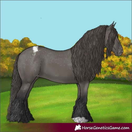 Horse Color:Grullo Appaloosa 