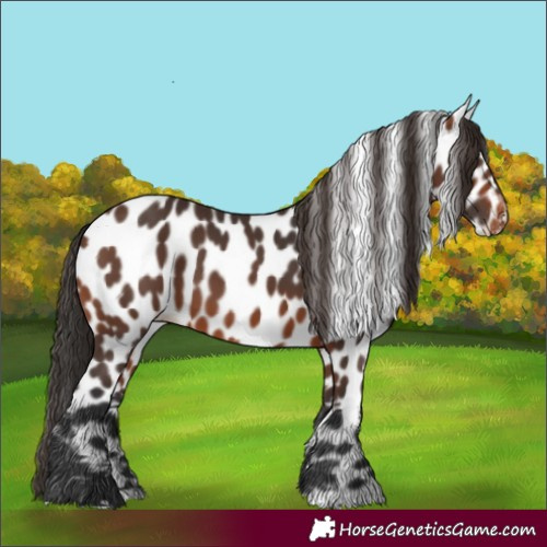 Horse Color:Brown Appaloosa 