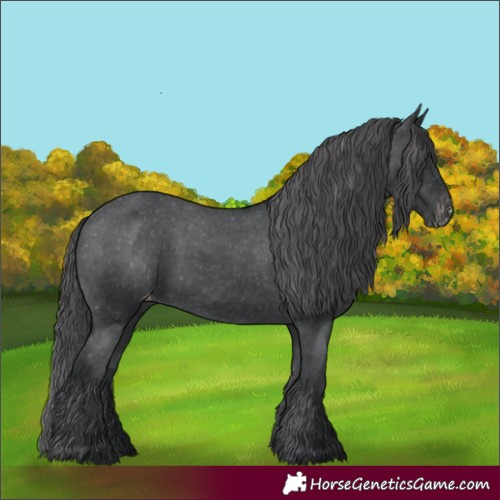 Horse Color:Black Appaloosa 