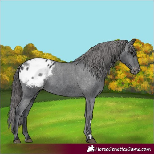 Horse Color:Black Appaloosa 