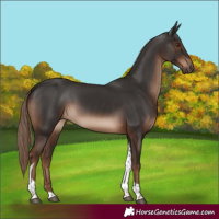 Horse Color:Liver Chestnut Tobiano Rabicano